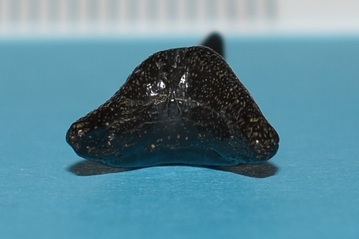 onderkant
