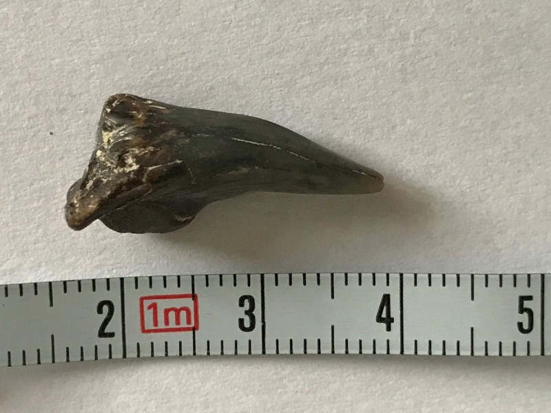 Fossil 1-2.jpg
