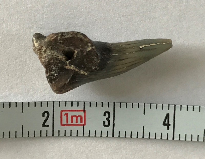 Fossil 1-3.jpg