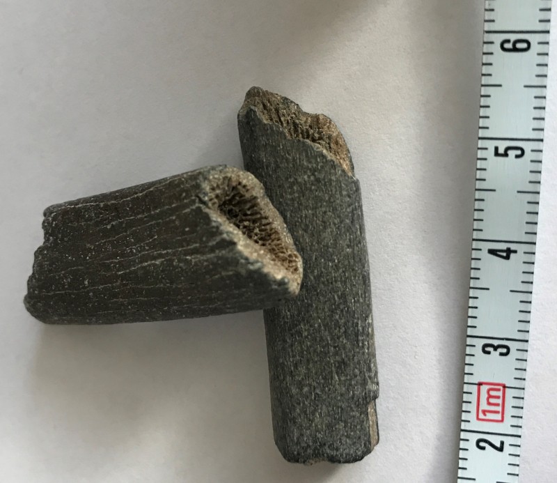 Fossil 2.jpg