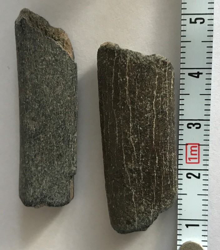 Fossil 2-2.jpg