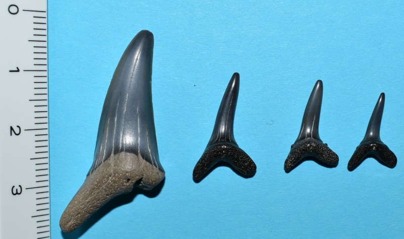 rij Striatolamia macrota.jpg