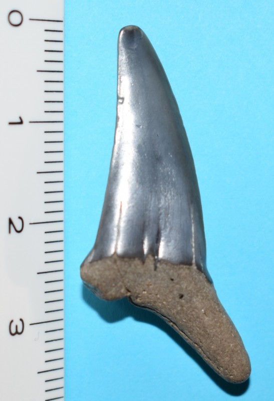 Striatolamia macrota platte zijde (5).jpg