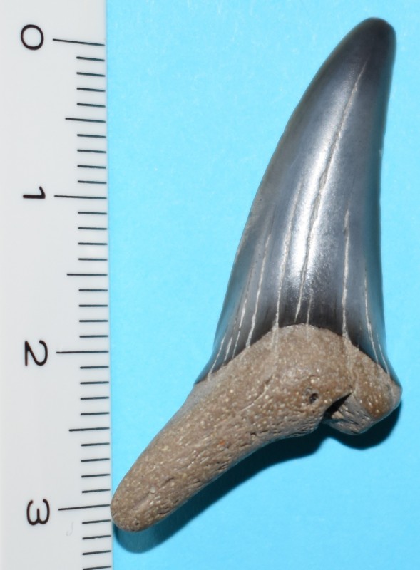 Striatolamia macrota bolle zijde (5).jpg
