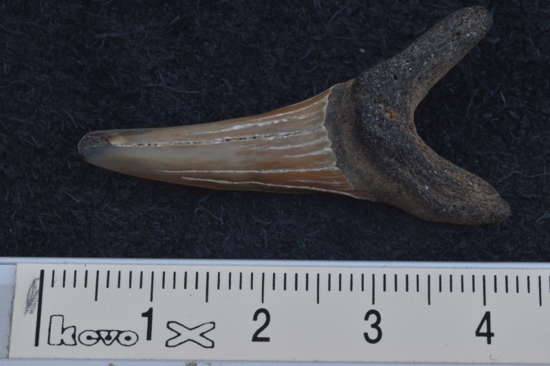 NIF_0037_small.JPG