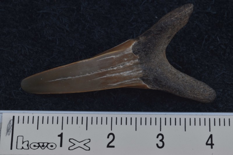 NIF_0038_small.JPG