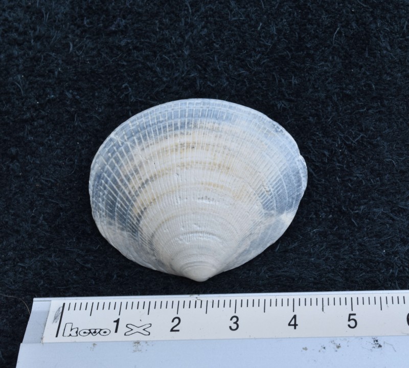 Glycymeris variabilis