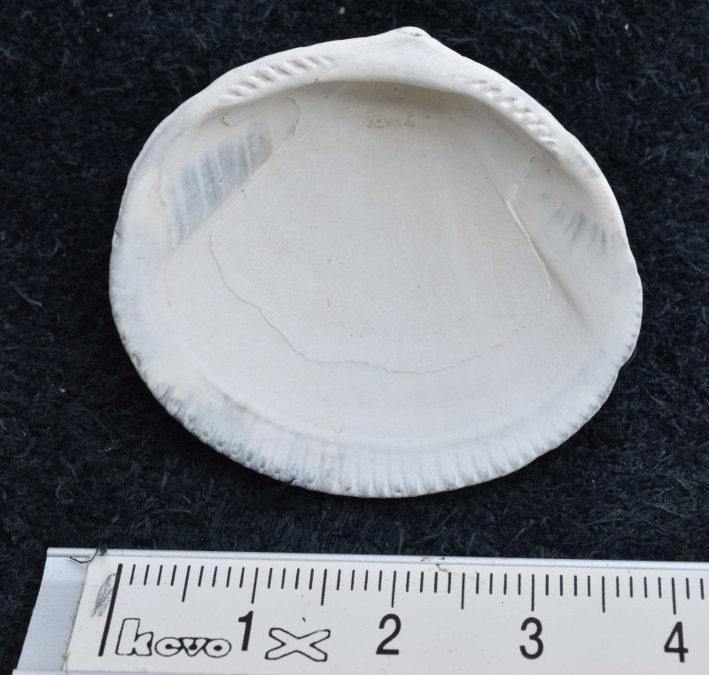 Glycymeris variabilis