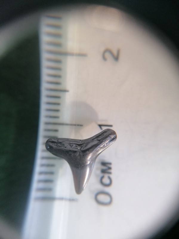 Carcharhinus sp. Betere foto 2.