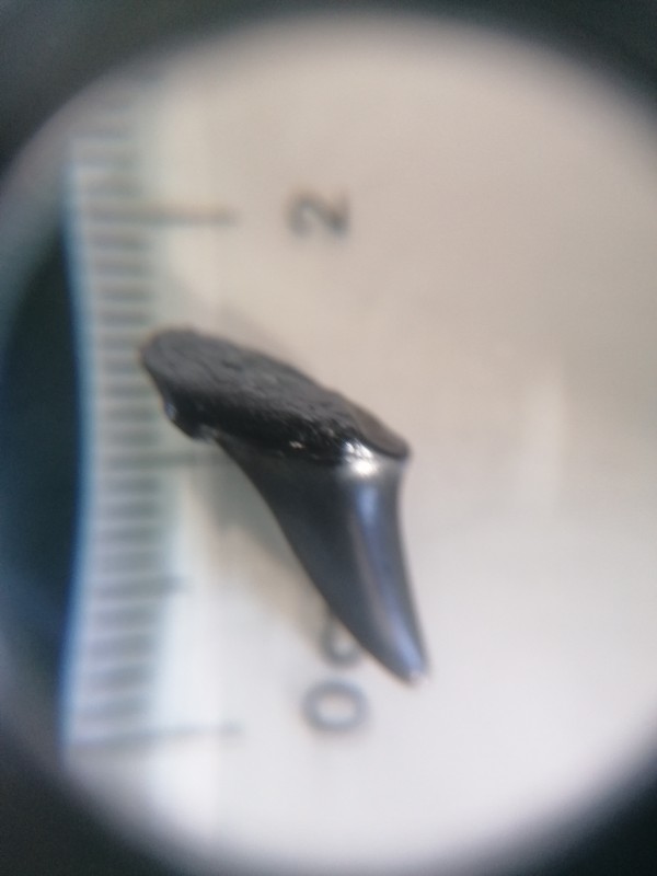 Hypotodus verticalis foto 2.