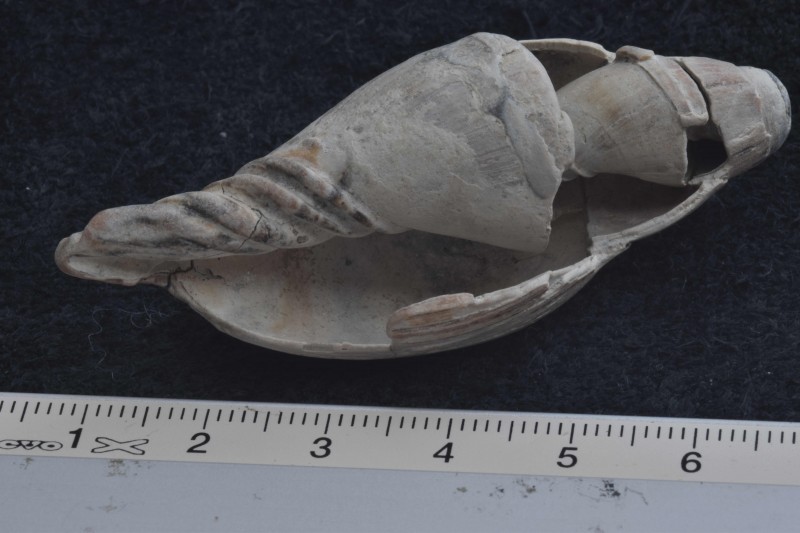 Scaphella lamberti van afgelopen zomer. Deze was nog net niet in stukjes gebroken.