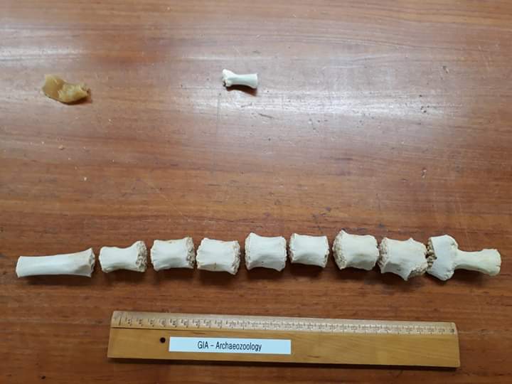 Sternum Halichoerus grypus