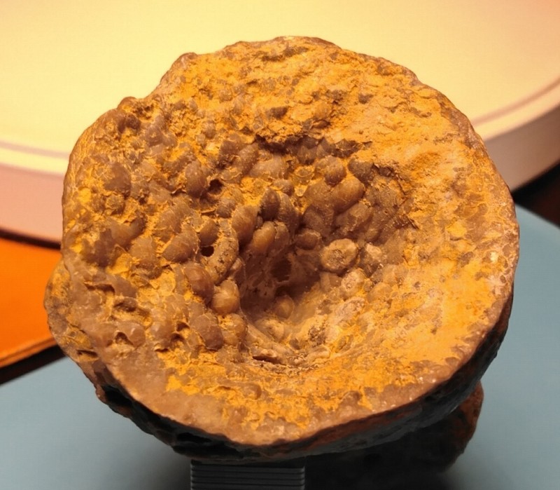 Meso 3.jpg