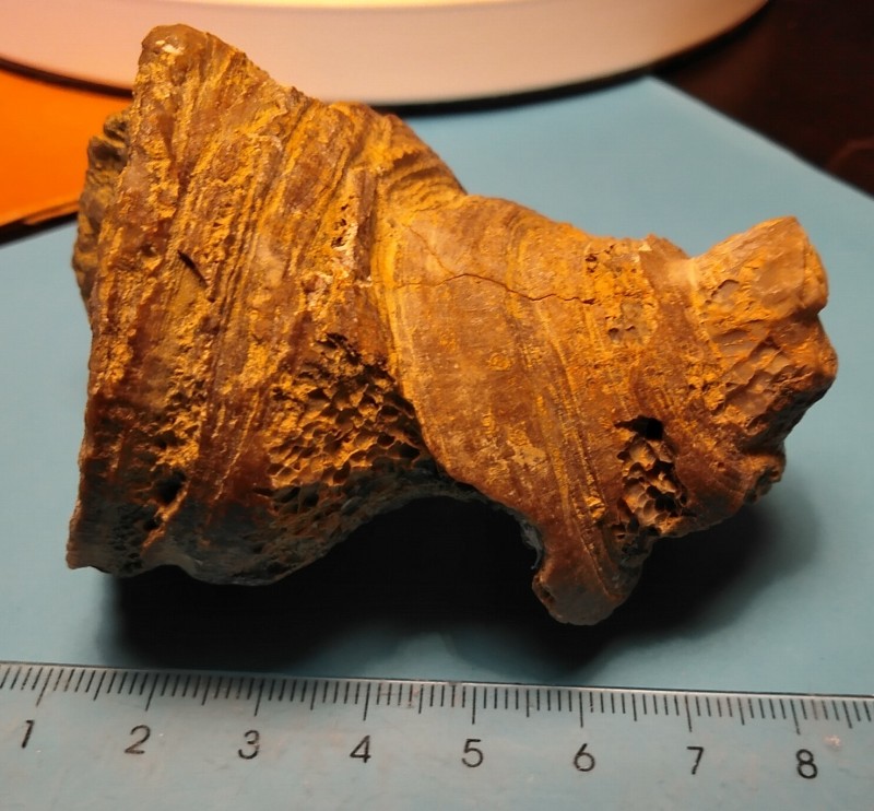Meso 1.jpg