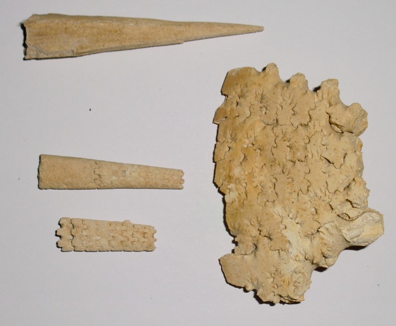 CIMG5850.JPG