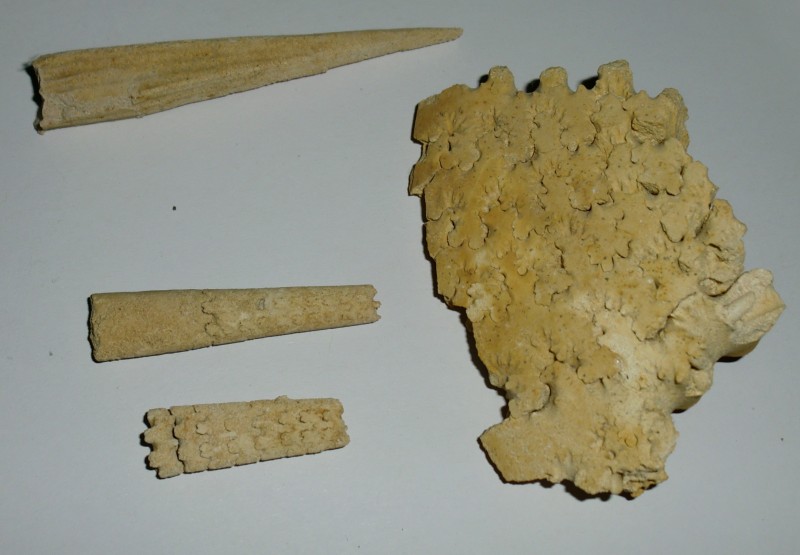 CIMG5856.JPG