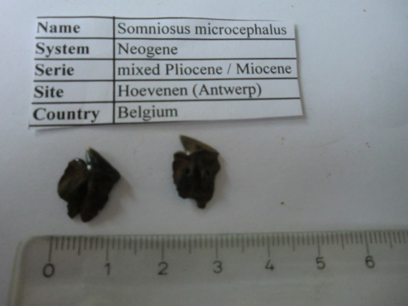 somniosus-1.JPG
