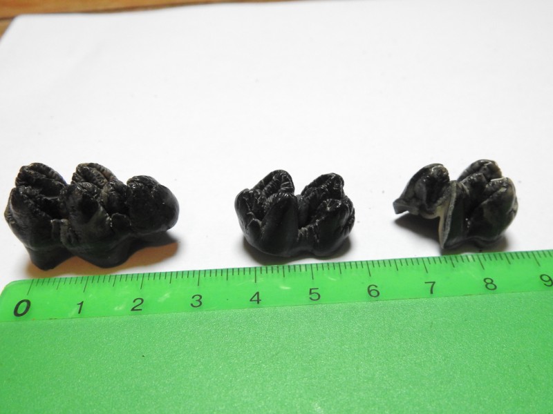DSCN2878.JPG
