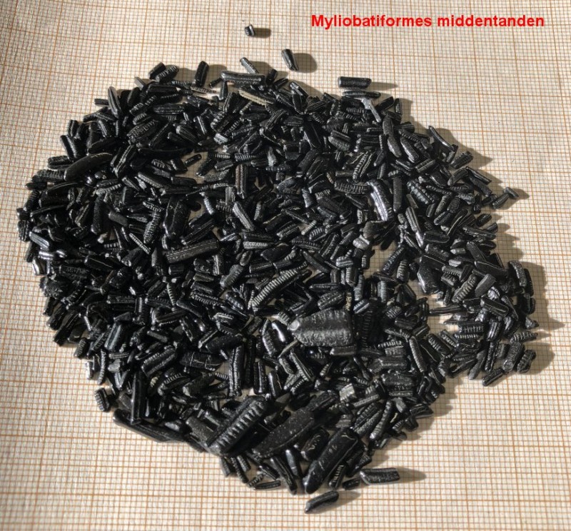 2.jpg (259.44 KiB) 470 keer bekeken 2.jpg