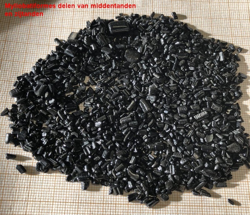 3.jpg (307.33 KiB) 526 keer bekeken 3.jpg