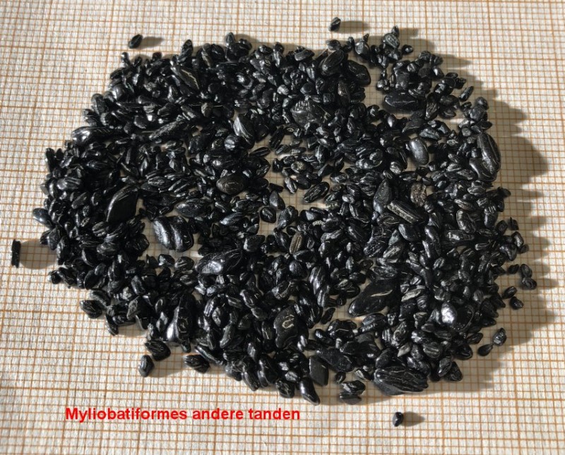 4.jpg (219.69 KiB) 470 keer bekeken 4.jpg