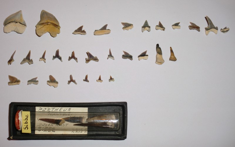 CIMG5876.JPG