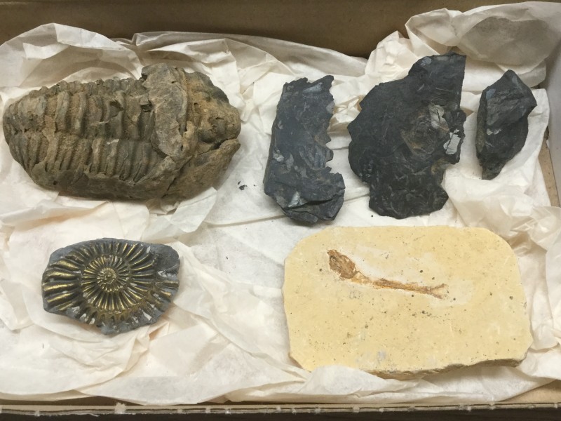 Een aangekocht setje met een trilobiet, een ammoniet, een fossiele vis en wat plantenresten.
