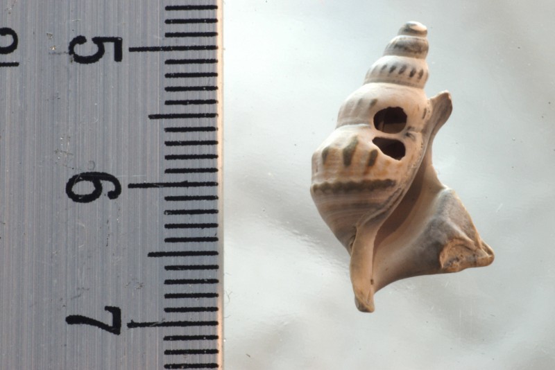 1 Aporrhais scaldensis?
