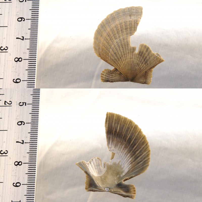 2 Aequipecten opercularis?