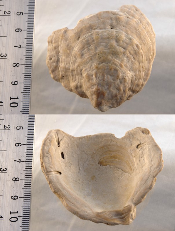 3: Ostrea chilensis lutaria?