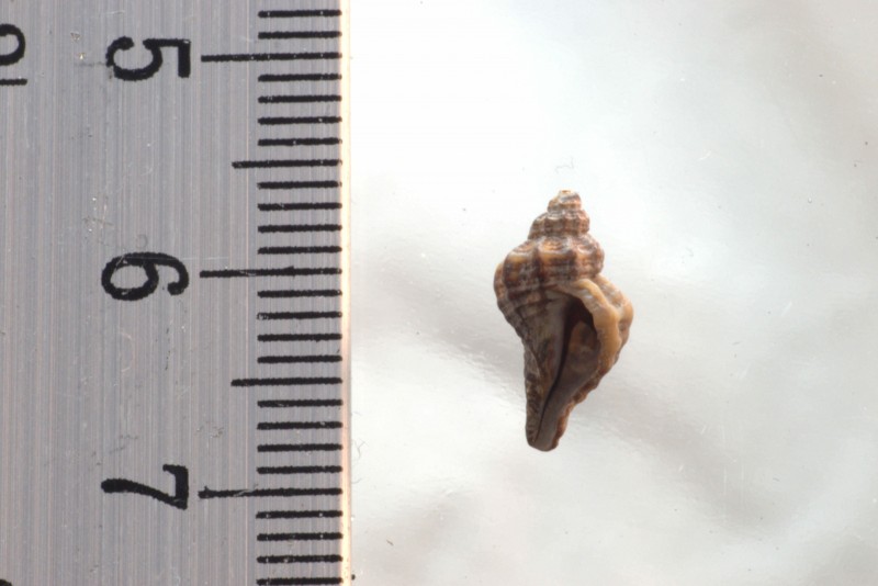 NIF_0139_small.jpg