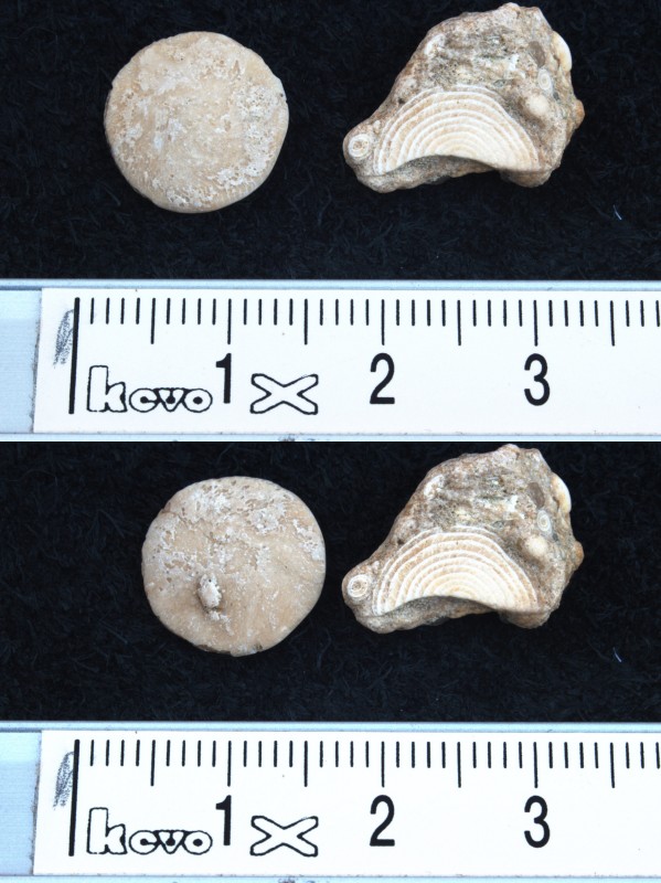 Nummulites cf. variolarius uit Frankrijk, Oise. Misschien niet zeldzaam, maar ik had nog nooit van foriminifera gehoord dus in dat opzicht voor mij wel een nuttige vondst.