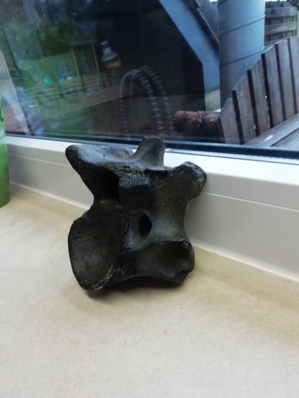 IMG_20201227_154154.jpg (2.71 MiB) 848 keer bekeken Tweede foto wervel