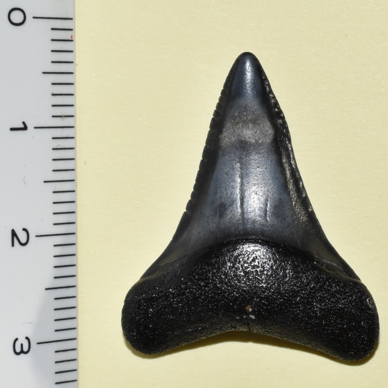 Carcharodon carcharias