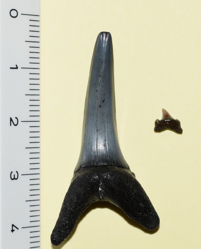 Striatolamia macrota (3).jpg