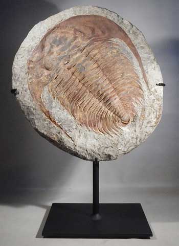 trilobite_fossil_display_stand_1.jpg