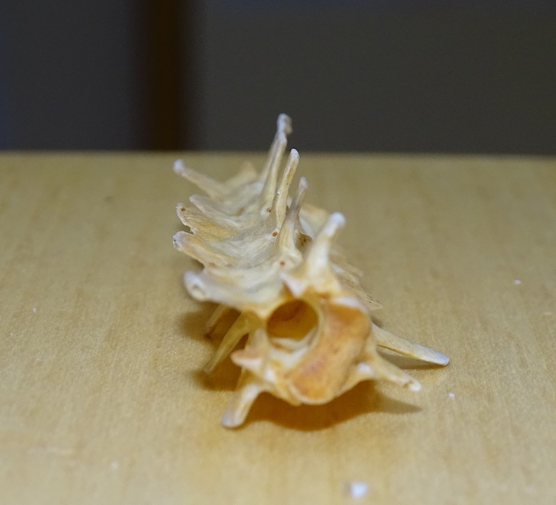 DSC04455.JPG