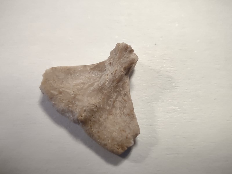 Hypural_4.jpg