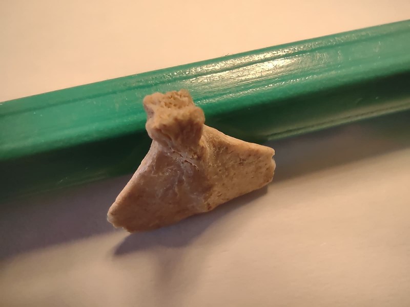 Hypural_2.jpg