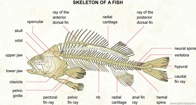 skeleton of a fish.jpg