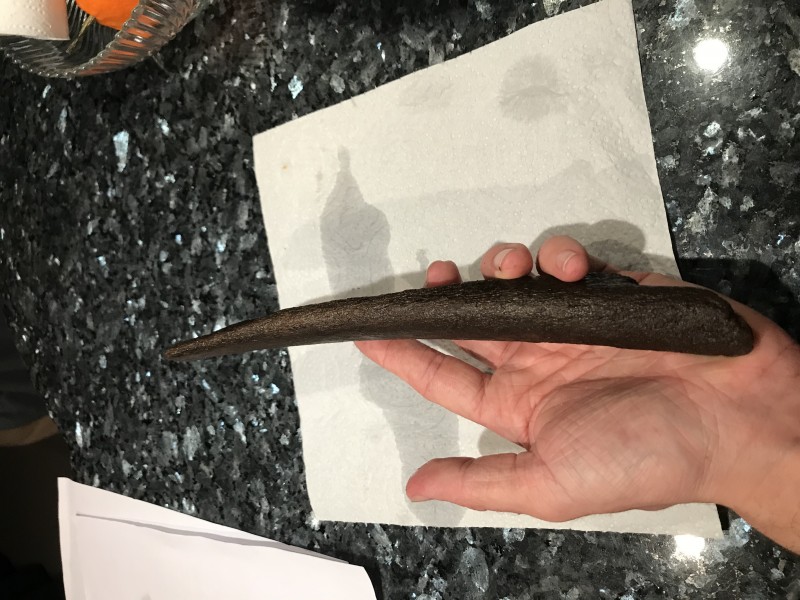 Rib?