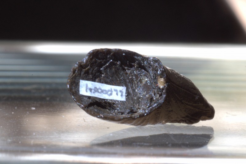 NIF_0101_small.JPG