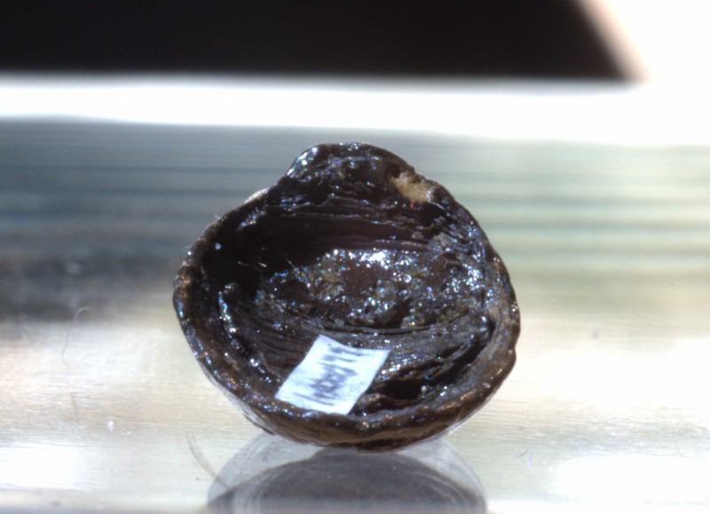 NIF_0099_small.JPG