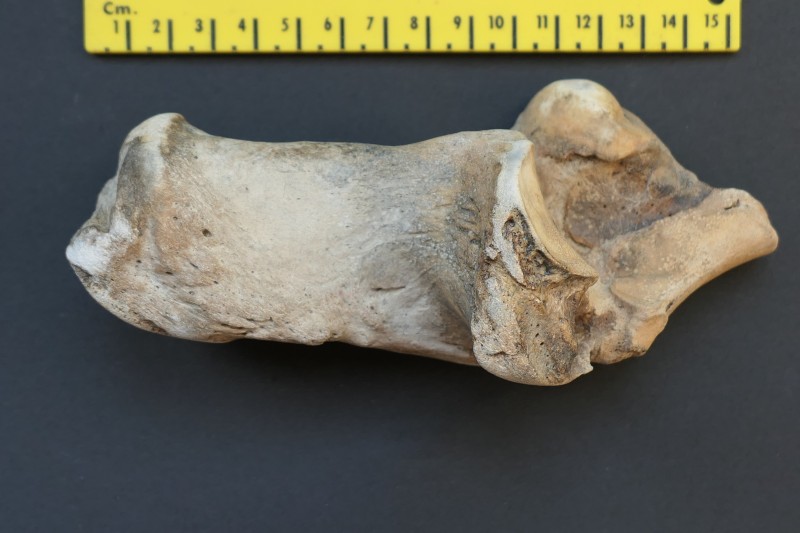 hielbeen 001.JPG (4.12 MiB) 613 keer bekeken hielbeen 001.JPG