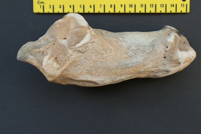 hielbeen 002.JPG (4.52 MiB) 613 keer bekeken hielbeen 002.JPG