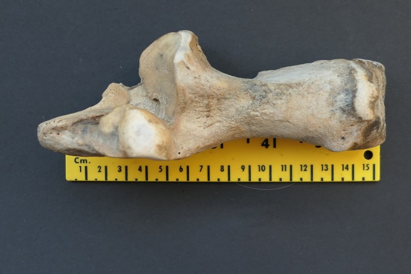 hielbeen 003.JPG (4.32 MiB) 613 keer bekeken hielbeen 003.JPG