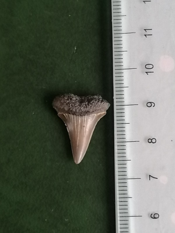 Cosmopolitodus hastalis 2. Foto 1.