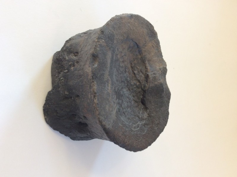 Muraenosaurus leedsi vertebra, Oxford Clay, Peterborough 01.jpg