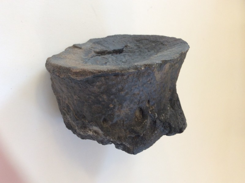 Muraenosaurus leedsi vertebra, Oxford Clay, Peterborough 02.jpg