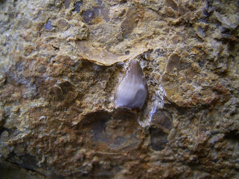 Simosaurus sp. tooth 03.jpg